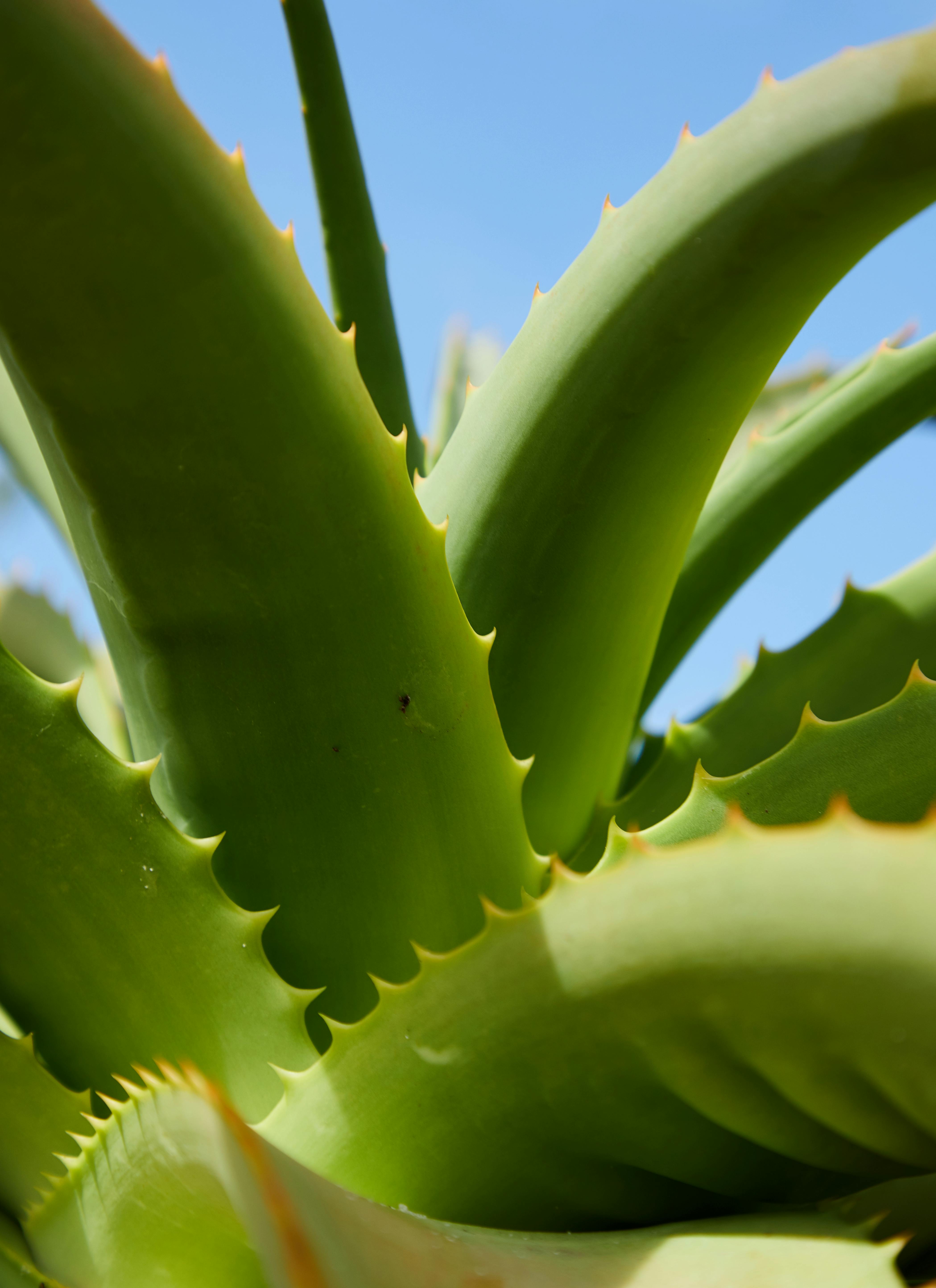 Beneficios del aloe vera